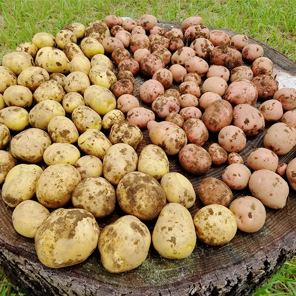 potato